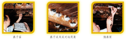 燕子蛋，燕子成双成对地筑巢，摘燕窝
