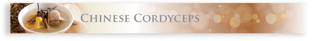 Chinese Cordyceps